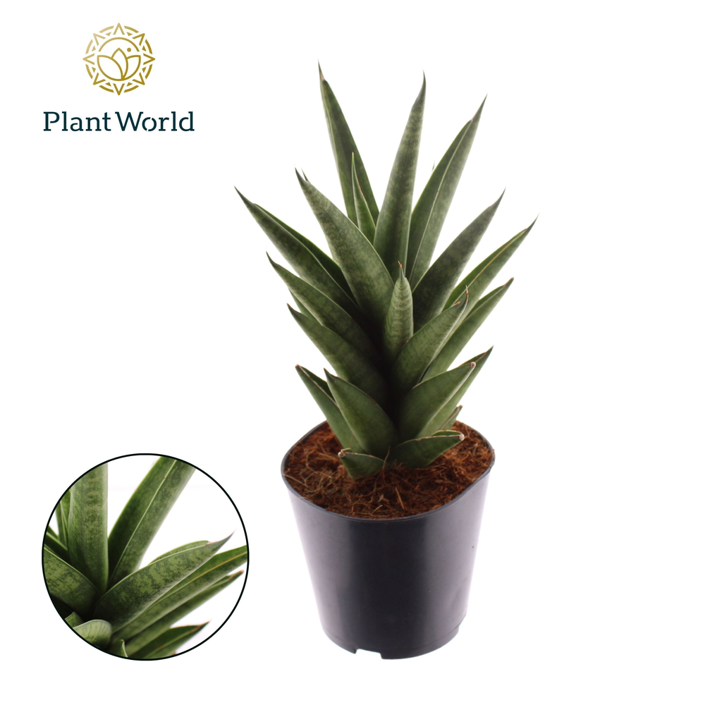 Sansevieria 'Starshooter'.