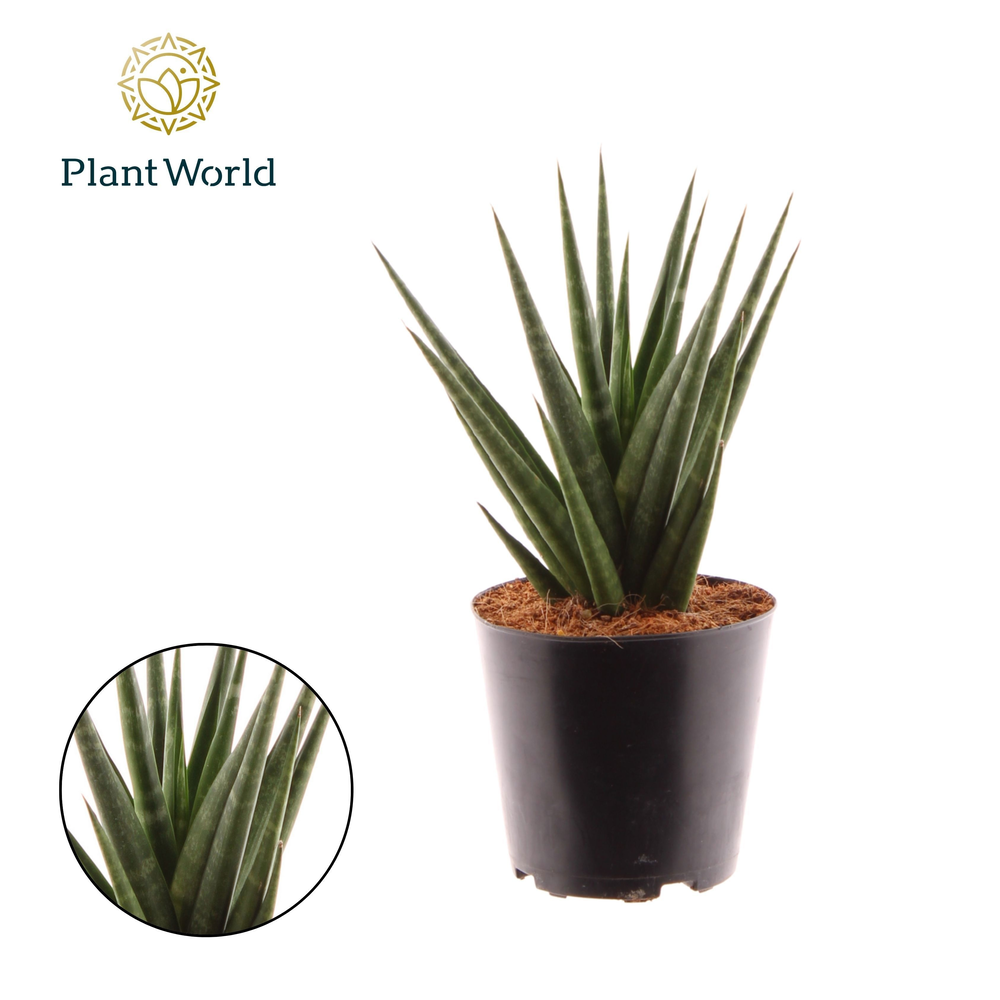 Sansevieria Dancing Queen.