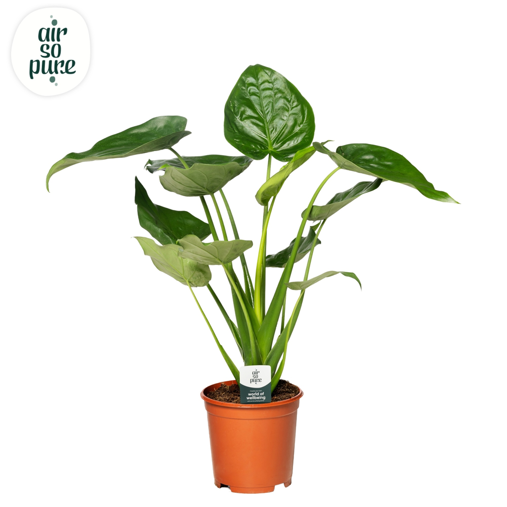 Alocasia Cucullata p24.