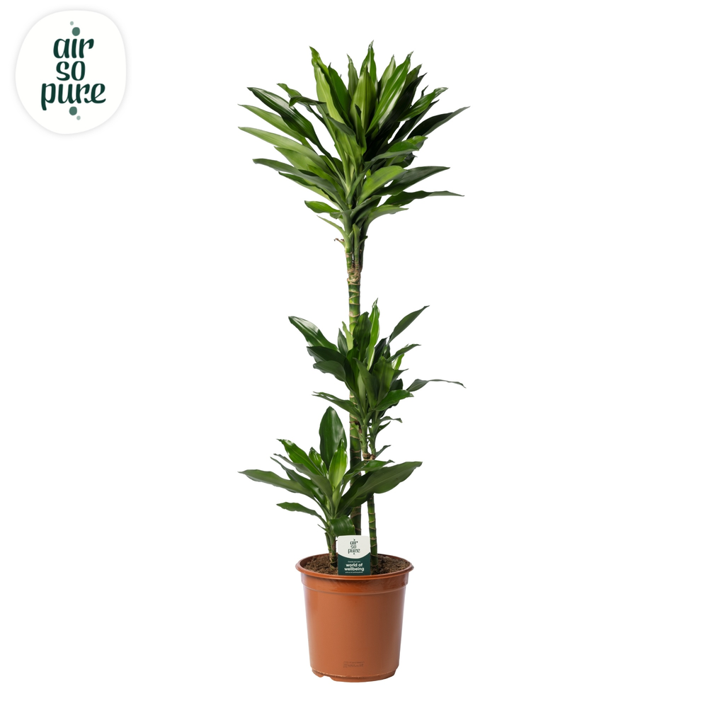 Dracaena Janet Lind p24, 75+30+10.