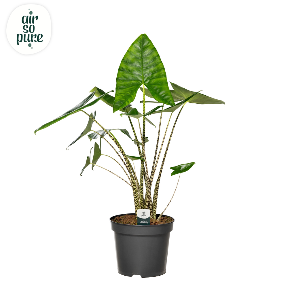 Alocasia Zebrina p35.