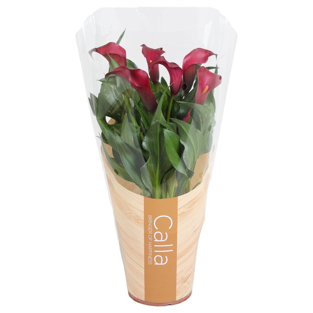 Zantedeschia Allure Calla rood in bedrukte hoes.