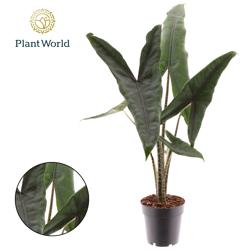 Alocasia Tigrina Superba.