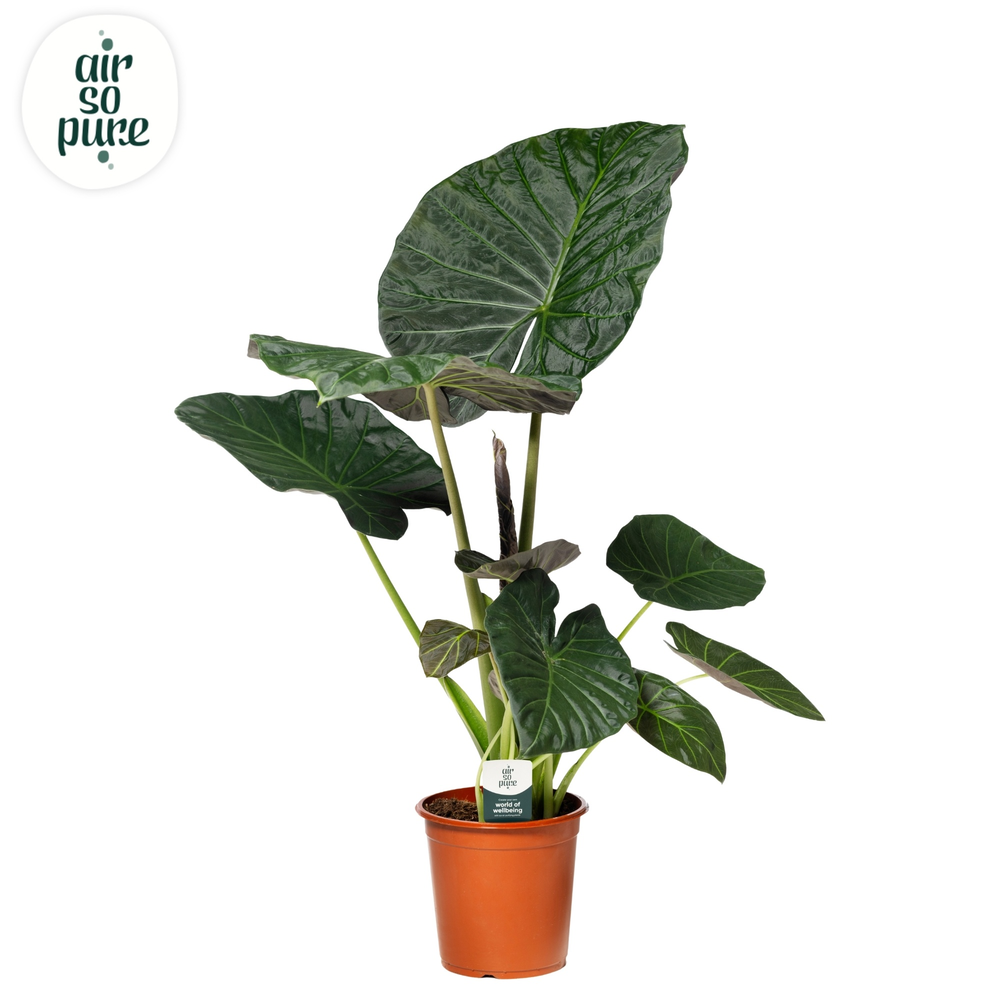 Alocasia Regal Shield p24.