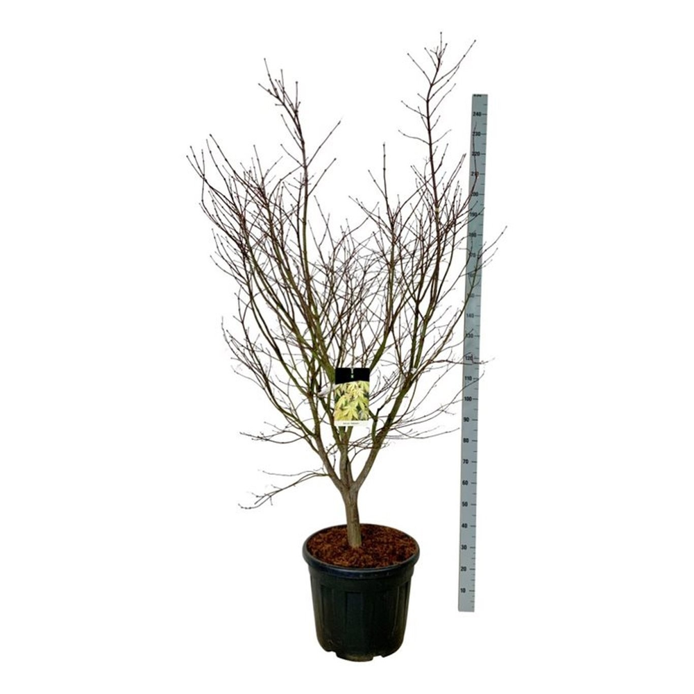 Acer pal. 'Osakazuki'.