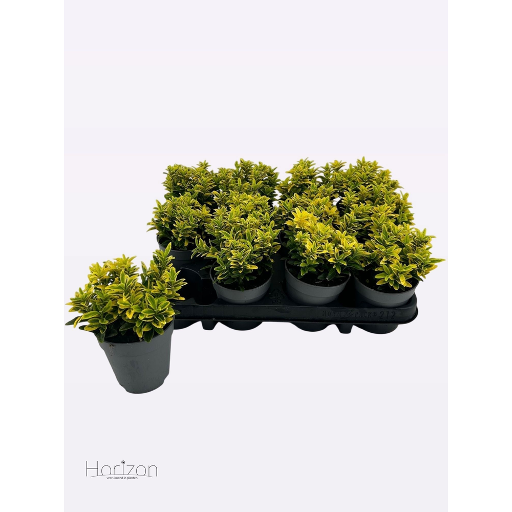 Euonymus Japonicus Microphyllus 'Gold' P9.