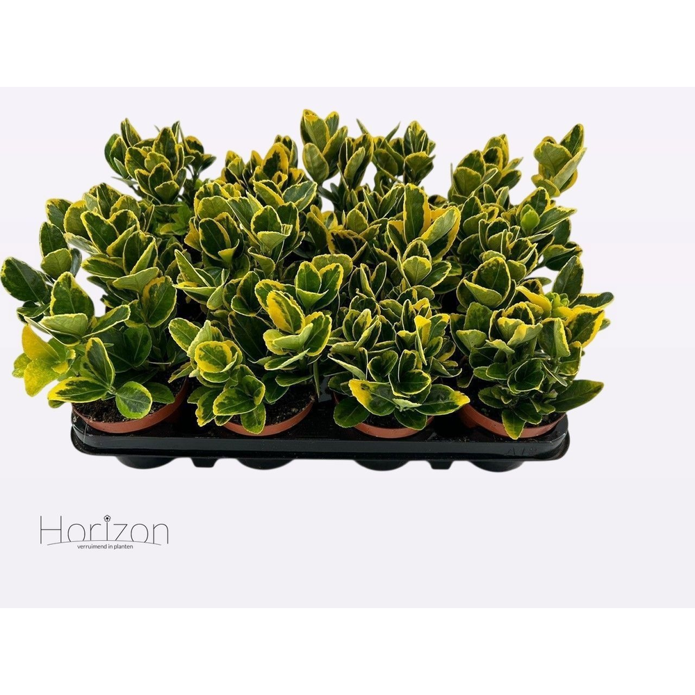 Euonymus Japonicus 'Aureus' P9.