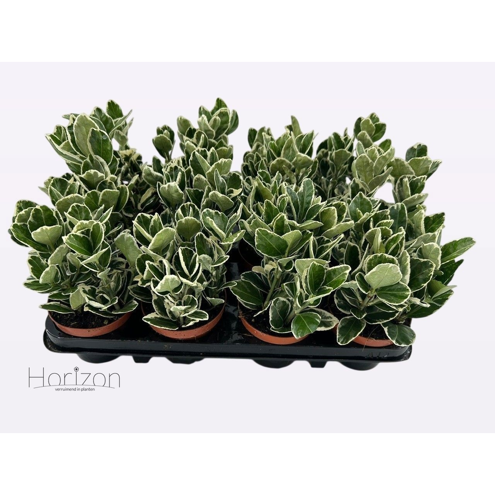 Euonymus Japonicus 'Katy' P9.