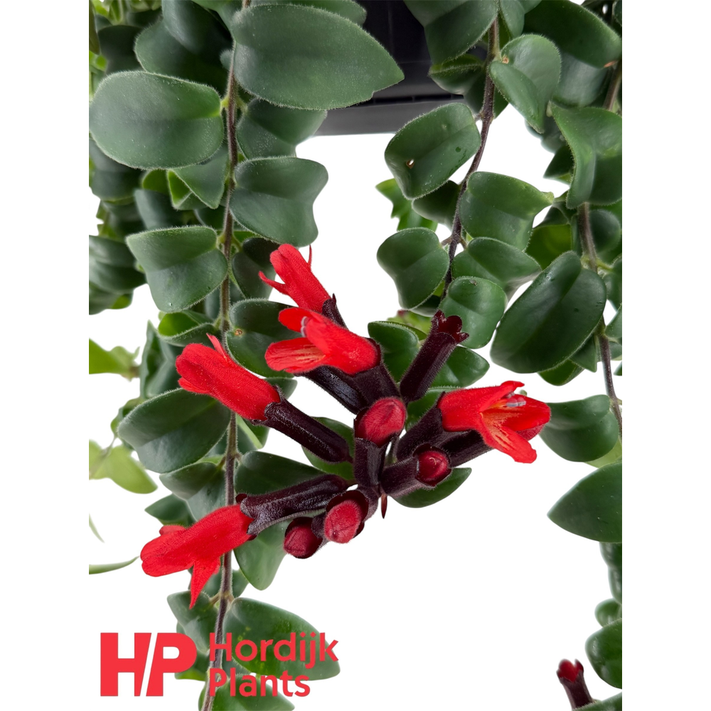 Aeschynanthus 'Bluster'.