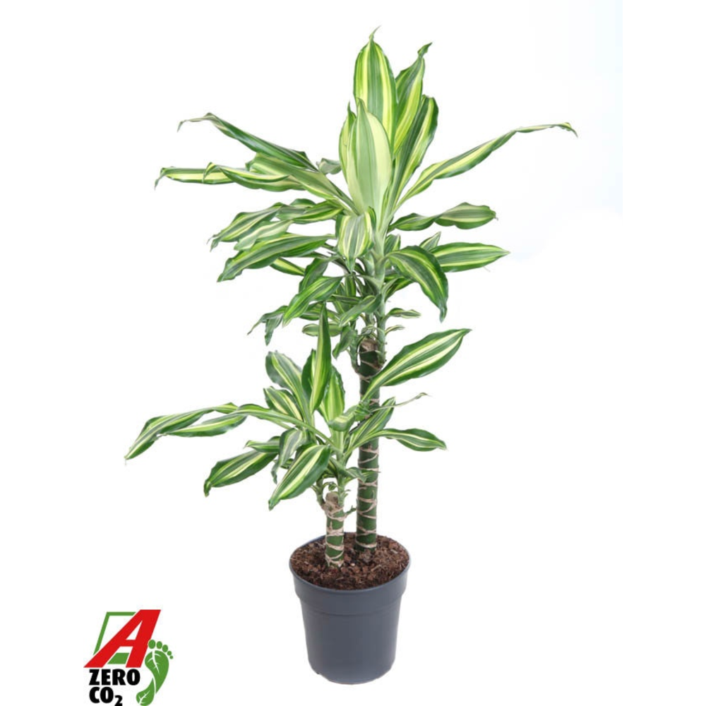 Dracaena Silver Dream 45-15.