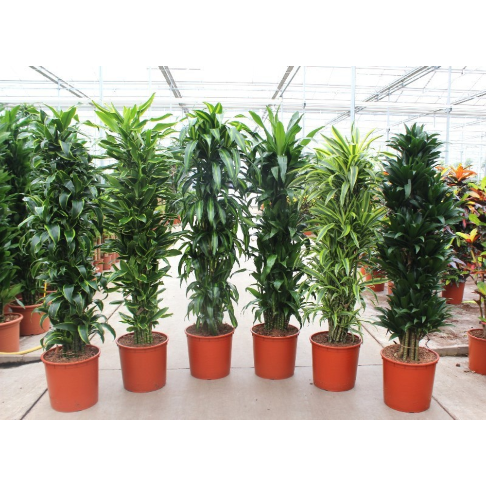 Dracaena fragrans Mixkar 34.