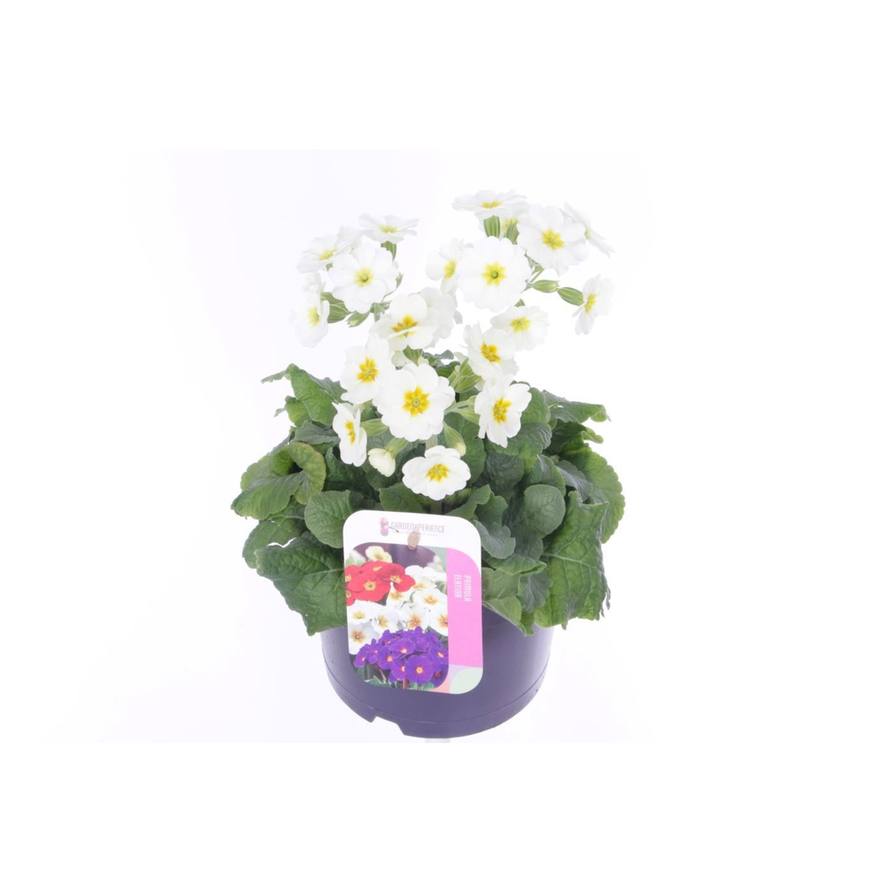Primula elatior Veristar Late White.