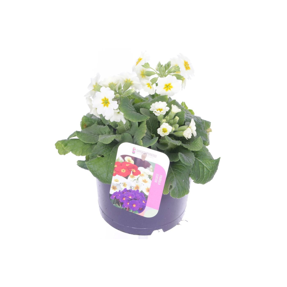 Primula elatior Veristar Late White.