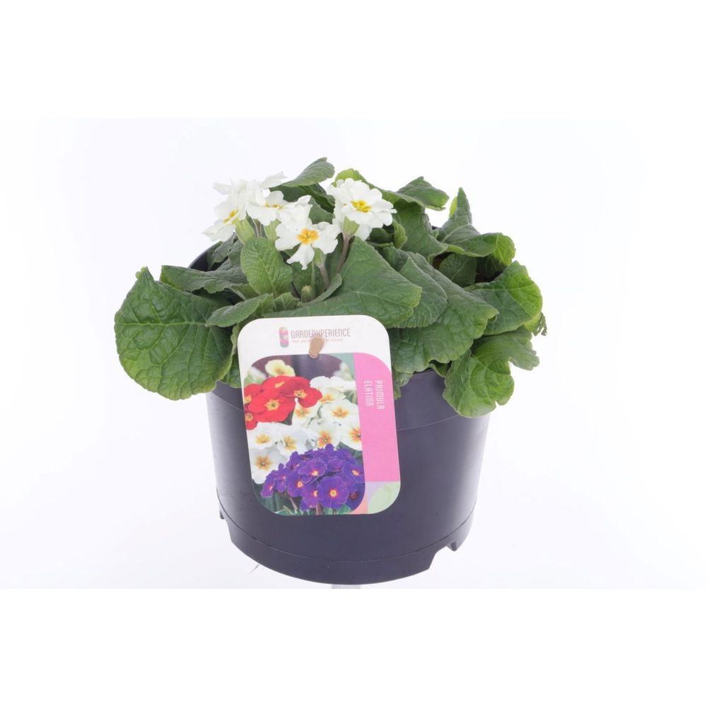 Primula elatior Eternity.