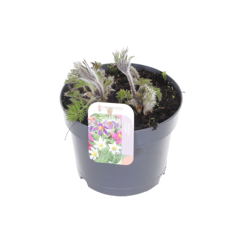 Pulsatilla mix.