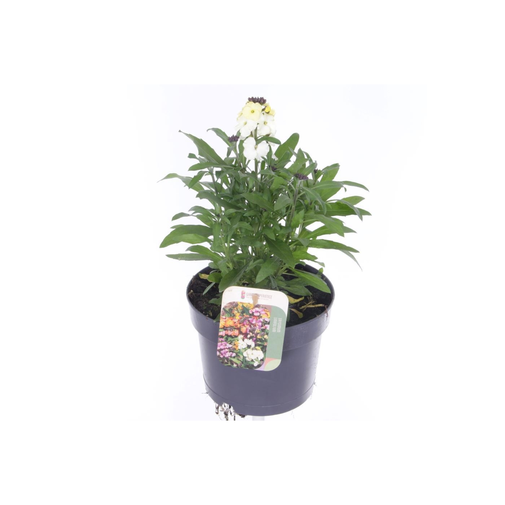 Erysimum lin. Leya Lemon Glow.