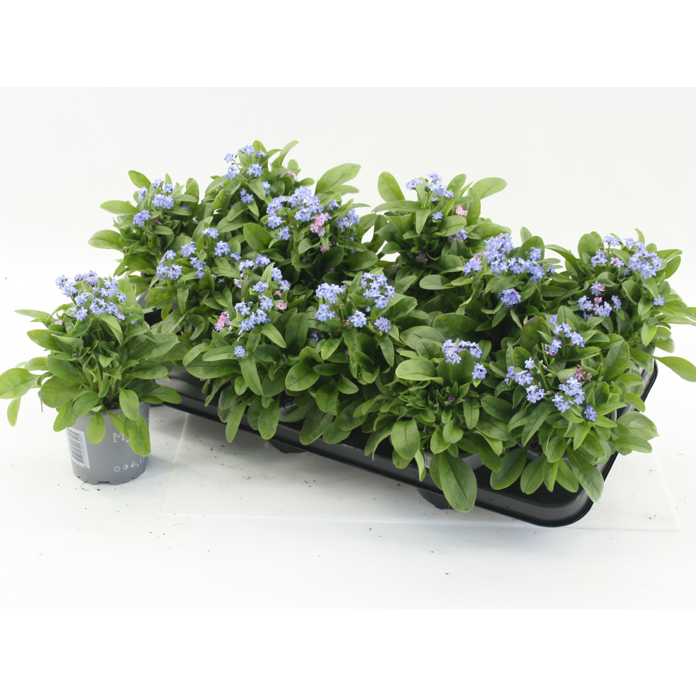 Myosotis sylvatica Mon Amie Blue.