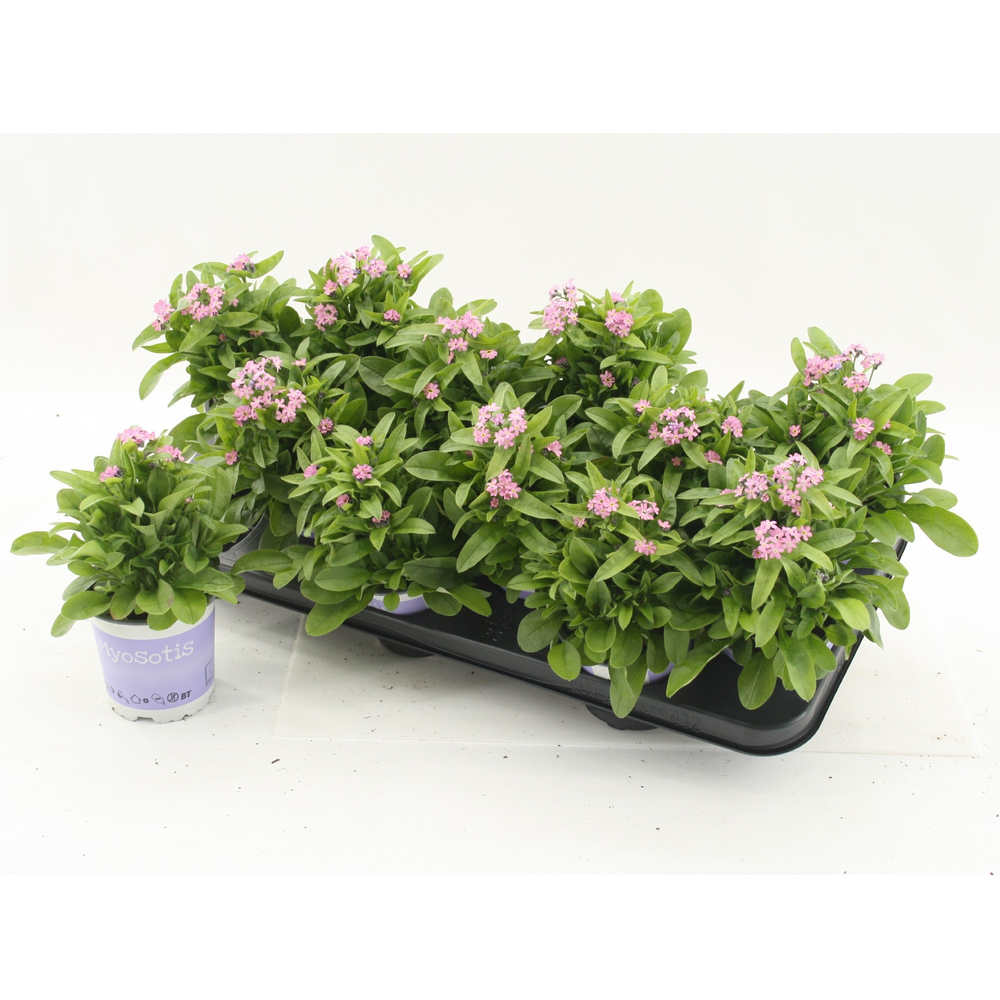 Myosotis sylvatica Mon Amie Pink.