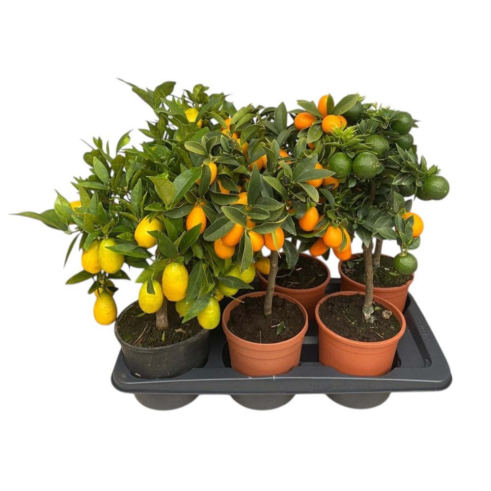 Citrus gemengd in tray.
