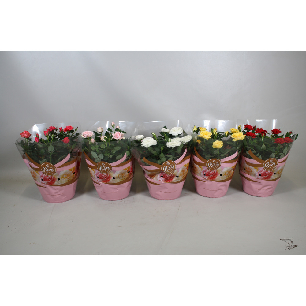 Rosa Favourite Roses diversen per laag/kar+seizoen.