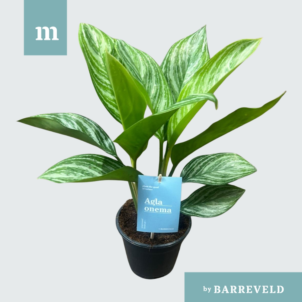 Green Agla 'Stripes' (Aglaonema).
