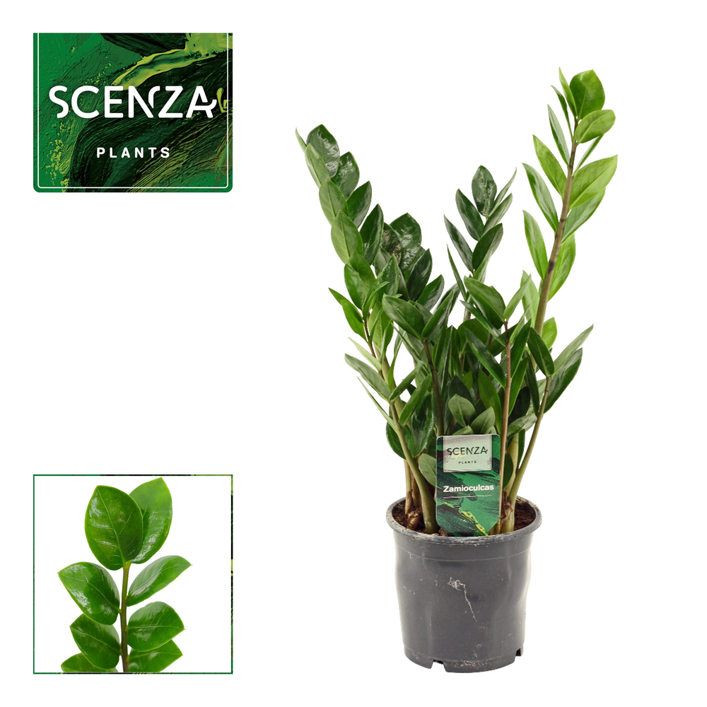 Zamioculcas Lima 12 cm Scenza 40 cm, 3+ veren.