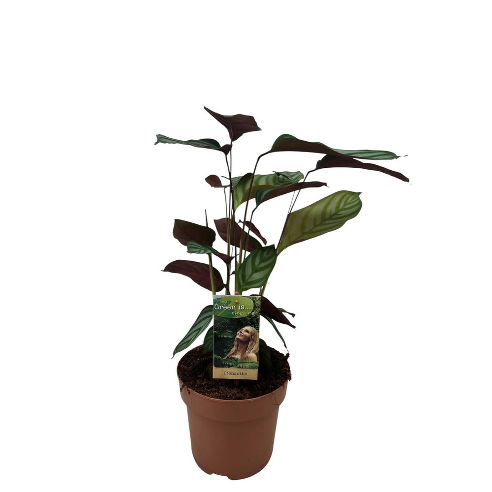 Ctentanthe Compactstar.