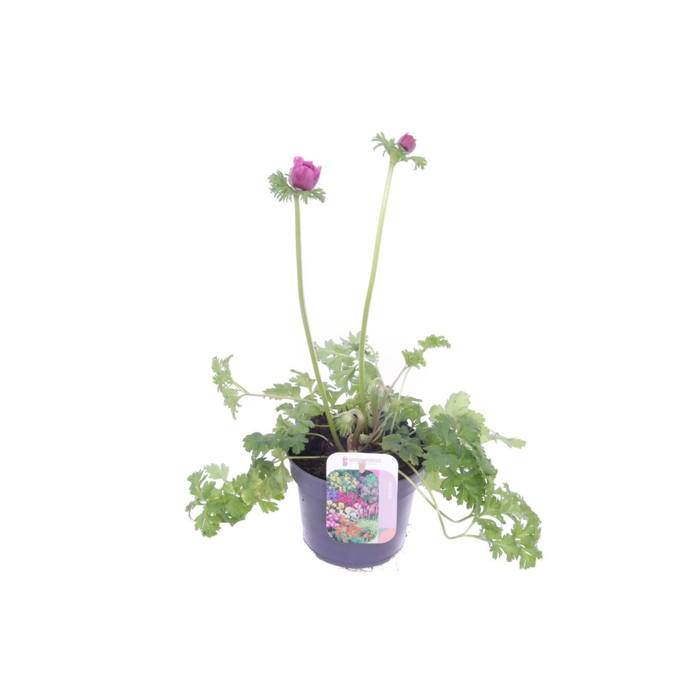Anemone coronaria Animo Double Pink.