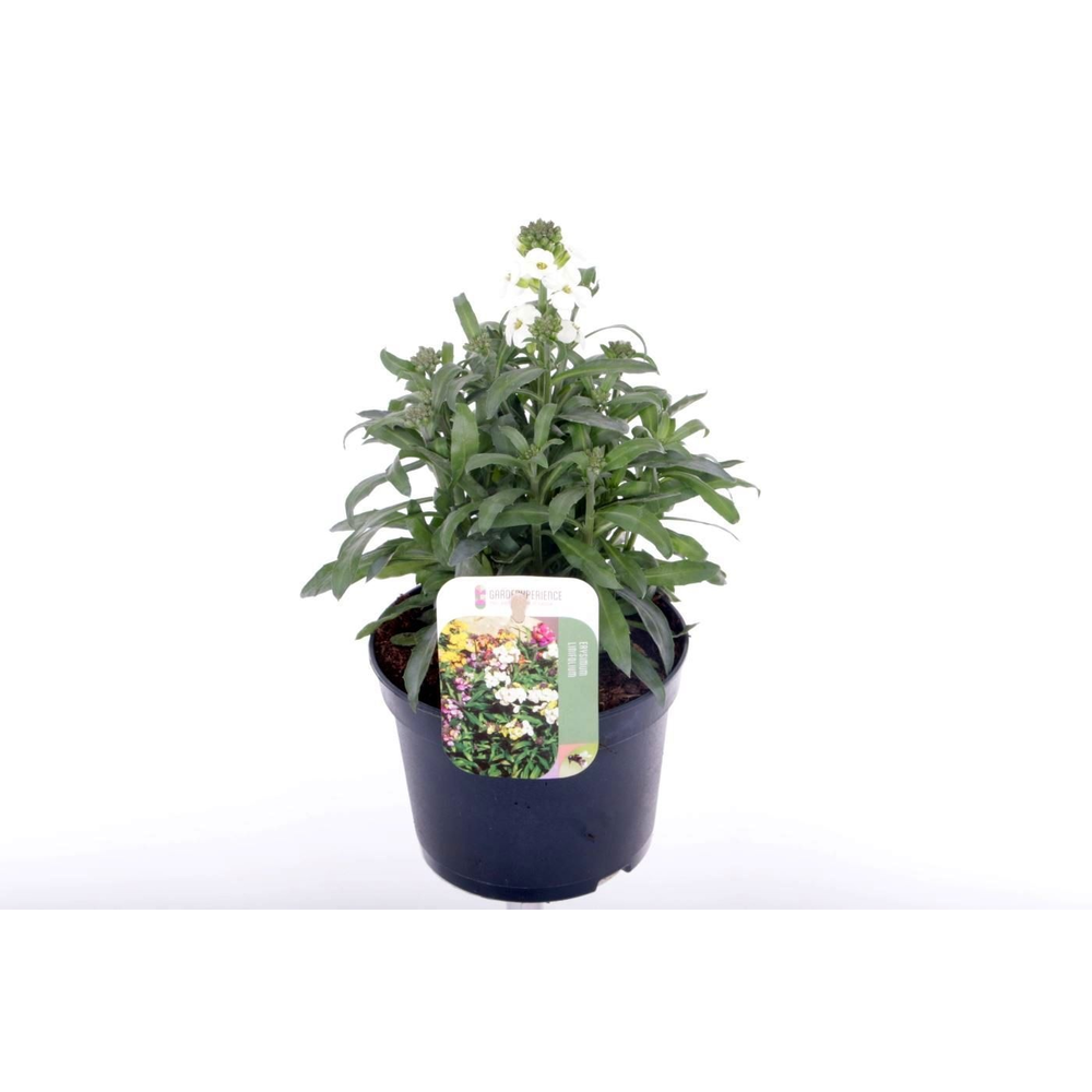 Erysimum lin. Leya White.