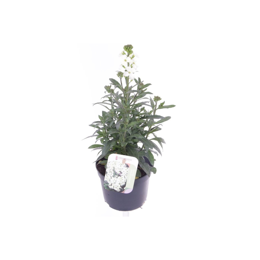 Erysimum lin. Leya White.