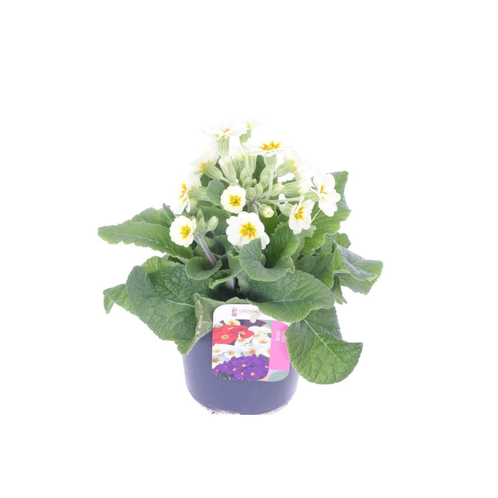 Primula elatior Eternity.