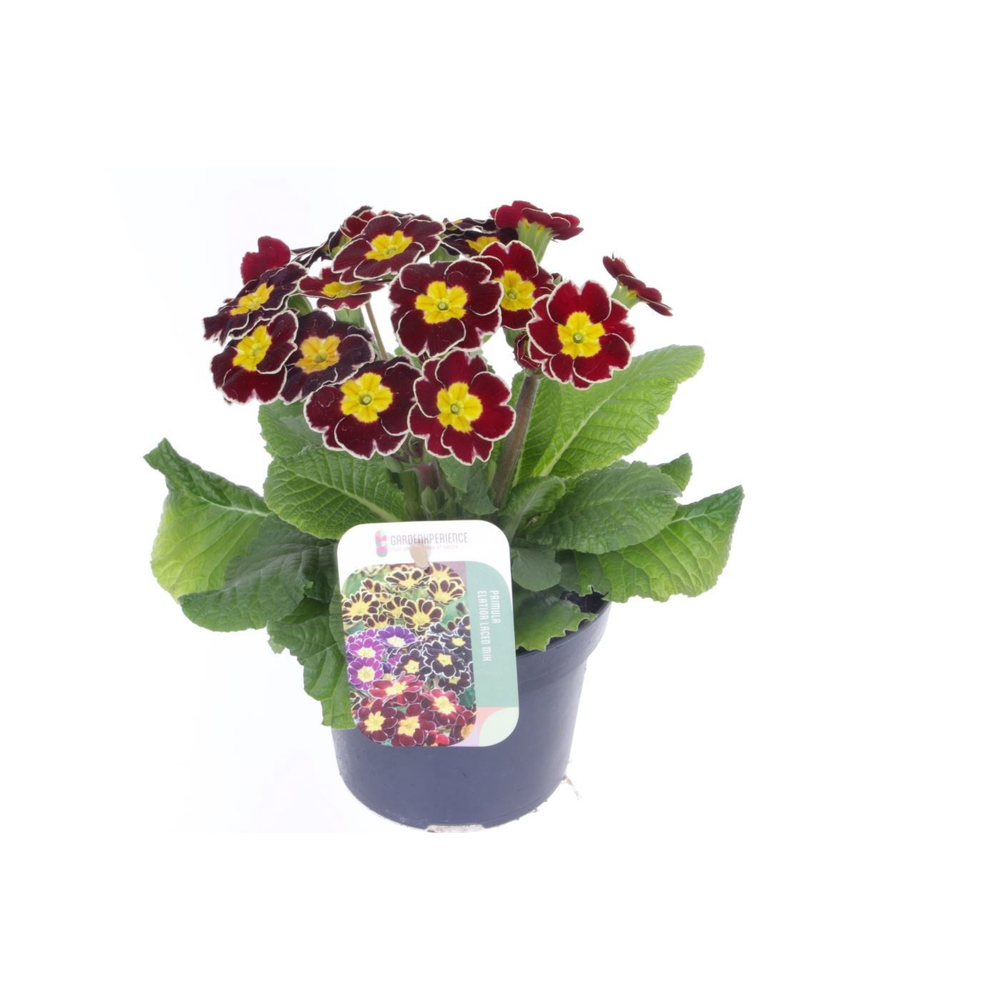 Primula elatior Veristar Wine Rose Silver Laced.