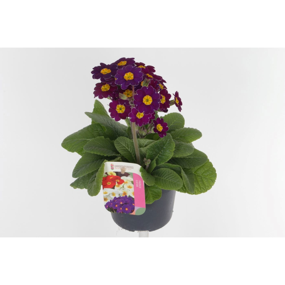 Primula elatior Veristar Late Twin Violet.