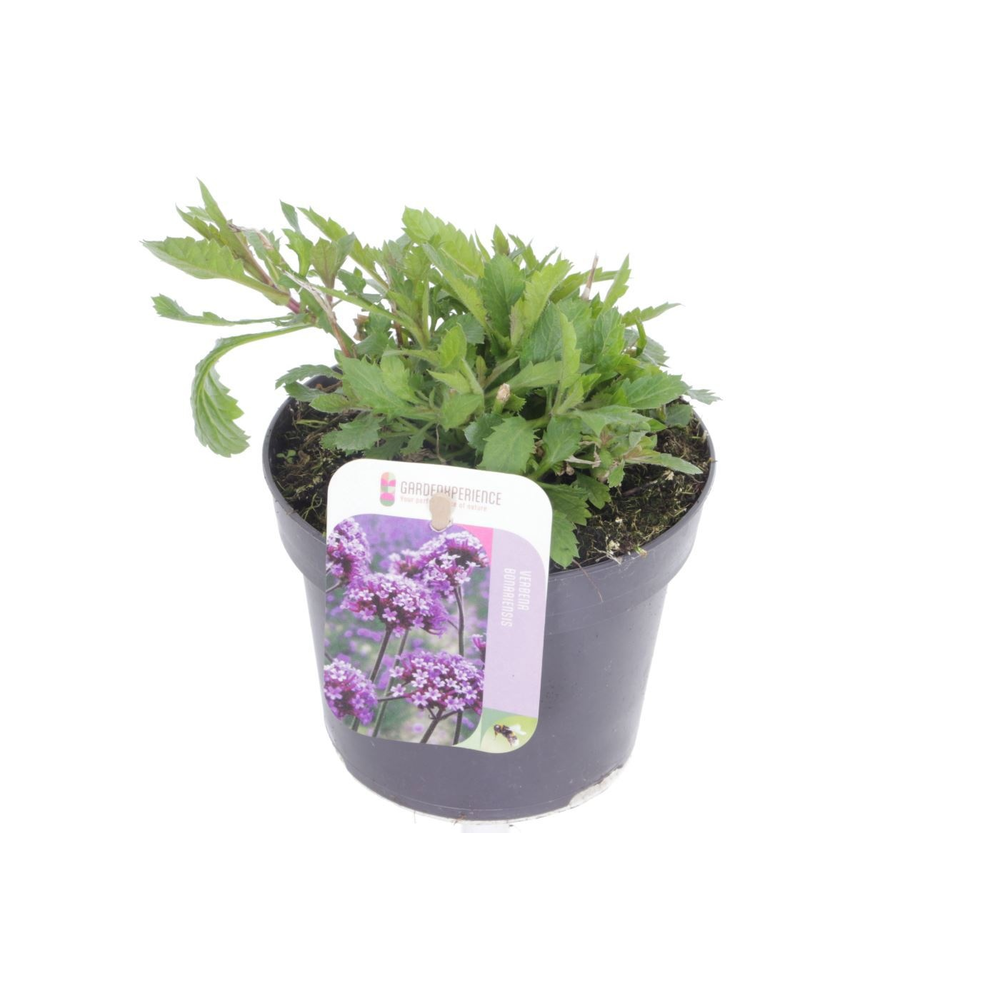 Verbena bonariensis Violet Blue.