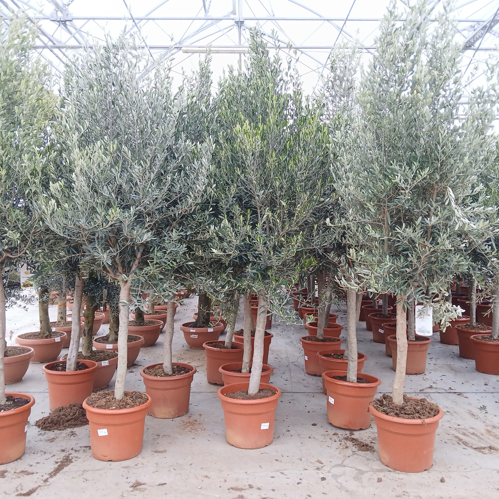 Olea europaea.
