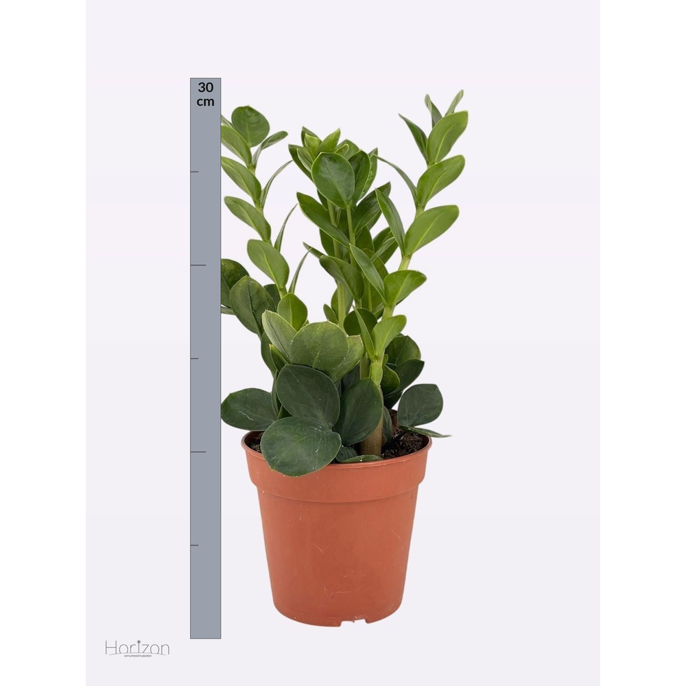 Zamioculcas Zamiifolia.