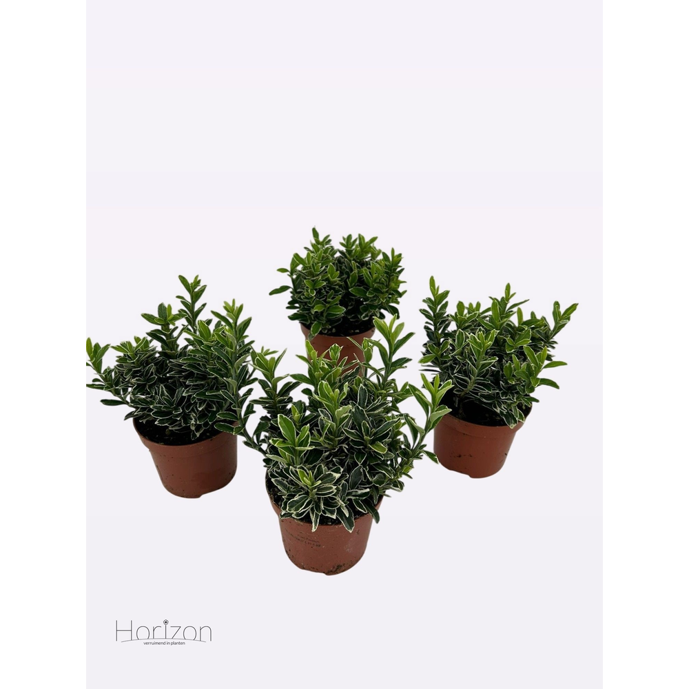 Euonymus Japonicus 'Microphyllus Silver' P9.