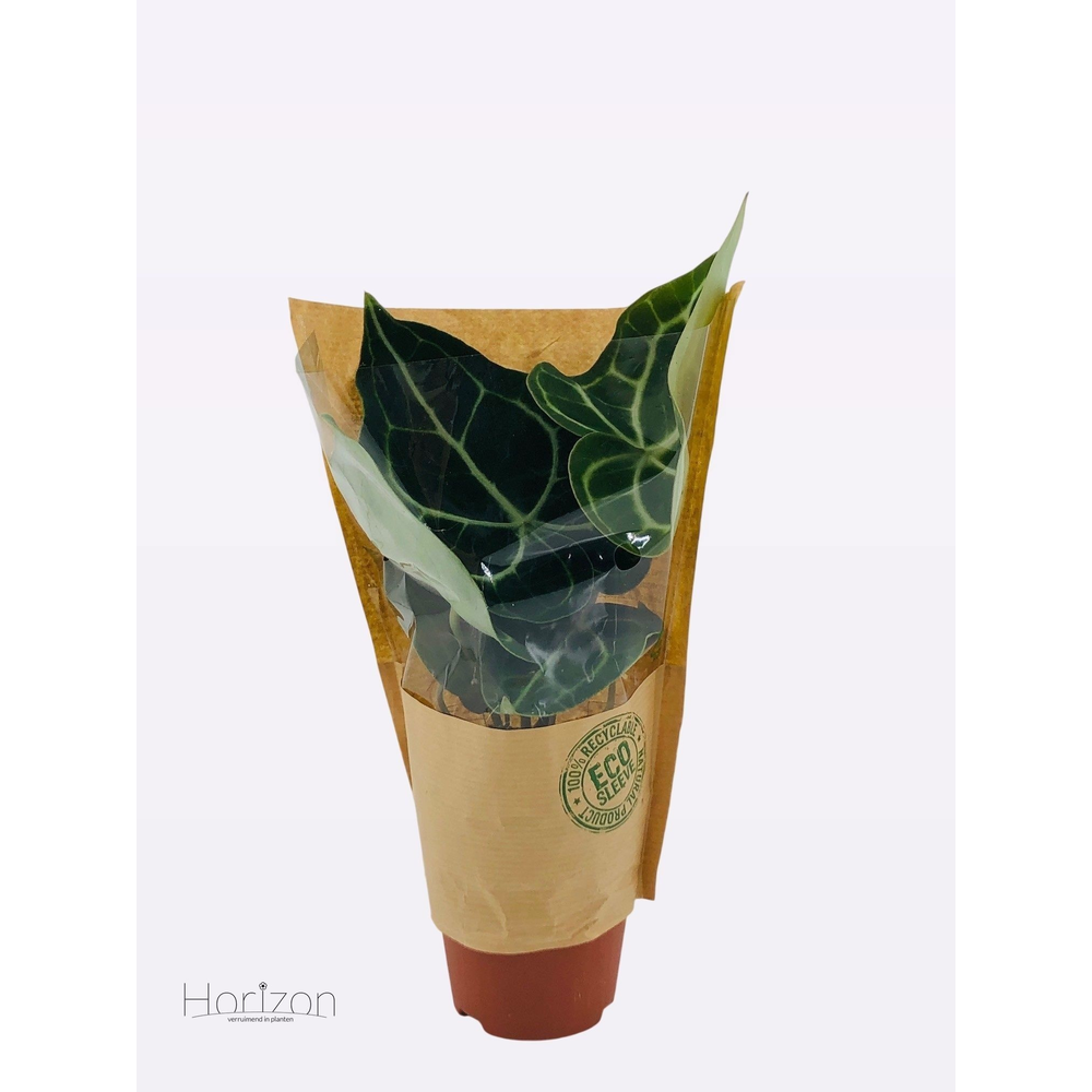 Anthurium Clarinervium P9.