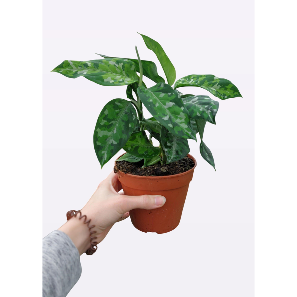 Aglaonema Pictum Tricolor.