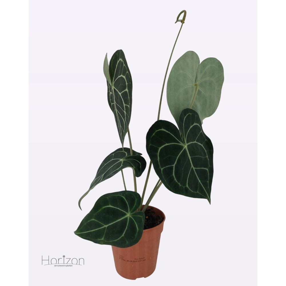 Anthurium Clarinervium.