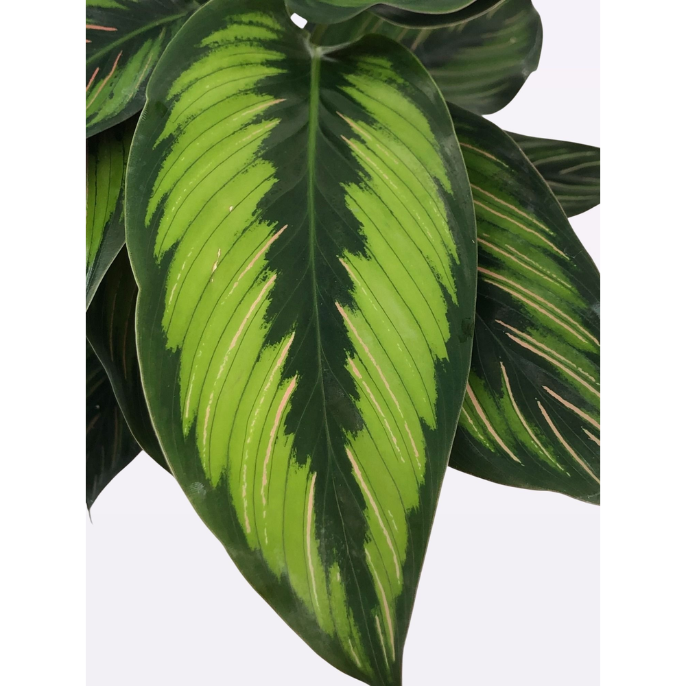 Calathea Beautiful Star P12.