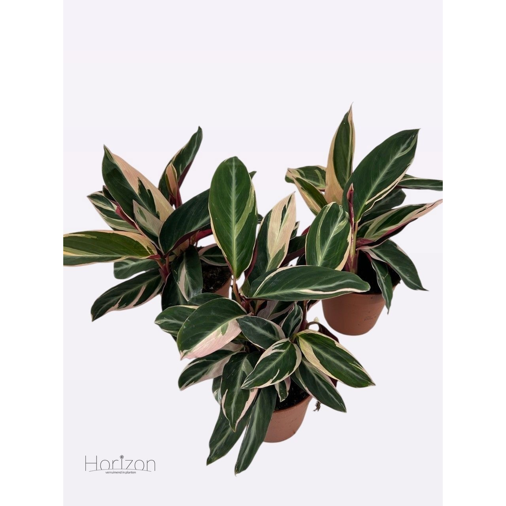 Calathea 'Triostar'.