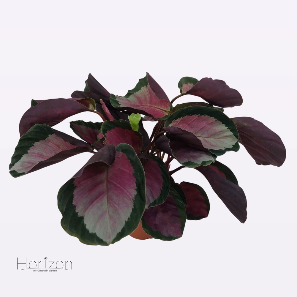 Calathea Rosy.