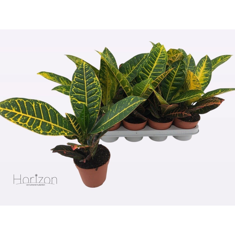 Codiaeum Variegatum 'Petra'.