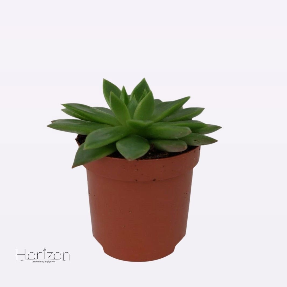 Echeveria Agavoides P9.