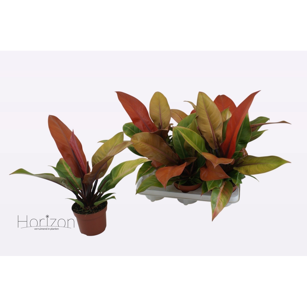 Philodendron Prince of Orange.