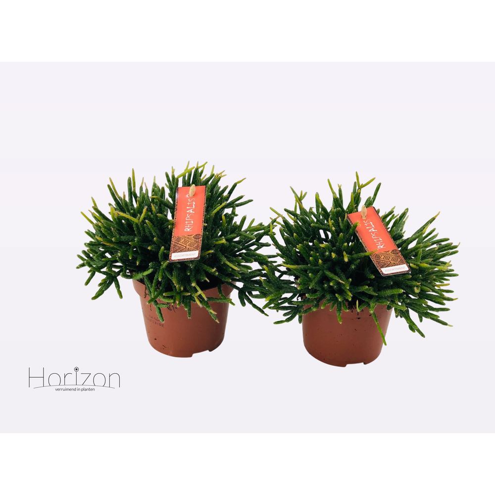 Rhipsalis Burchellii.