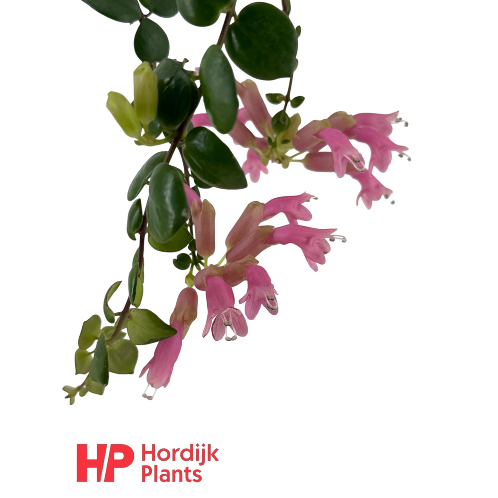 Aeschynanthus Pink Polka; bloeiend.