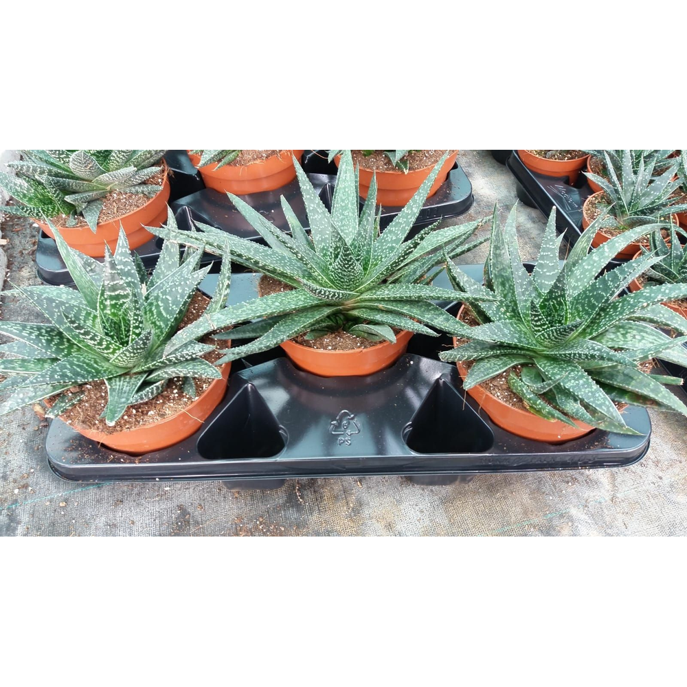 Gasteria Big Ben.