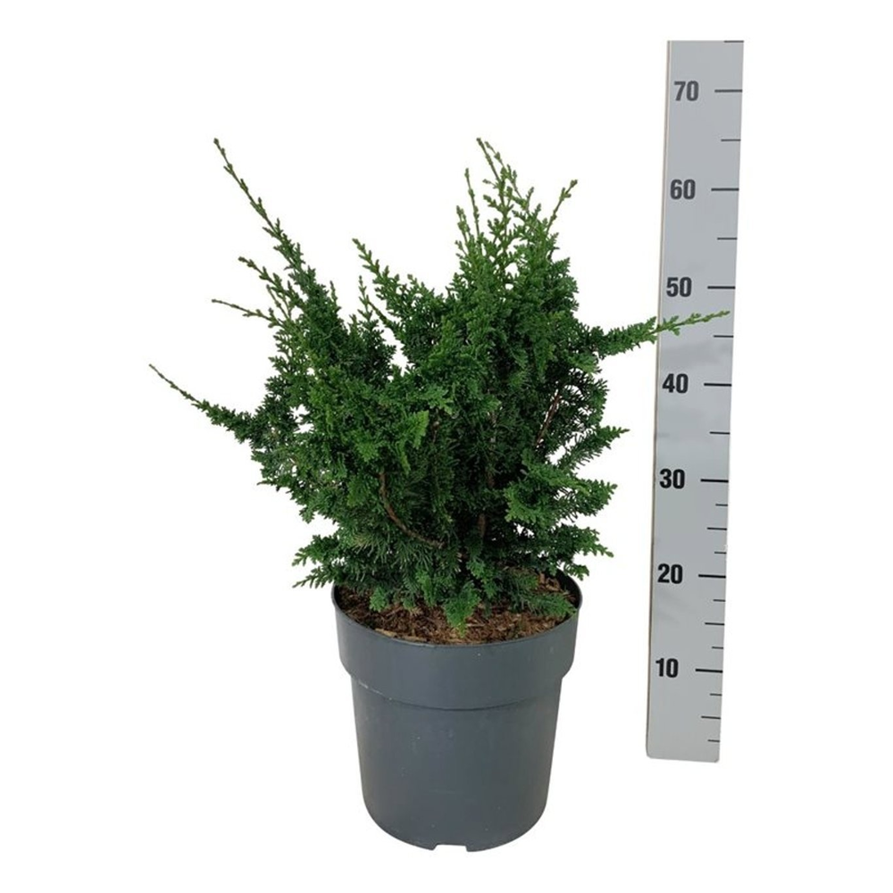 Chamaecyparis o. 'Teddy Bear'.